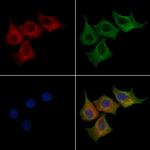 FMN2 Antibody in Immunocytochemistry (ICC/IF)