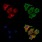 FUT8 Antibody in Immunocytochemistry (ICC/IF)