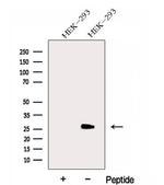 GAMT Antibody in Western Blot (WB)