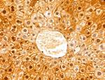 GCSH Antibody in Immunohistochemistry (Paraffin) (IHC (P))