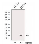 GCSH Antibody in Western Blot (WB)