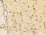 GINS3 Antibody in Immunohistochemistry (Paraffin) (IHC (P))