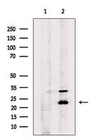 GINS3 Antibody in Western Blot (WB)