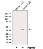 GNAI2 Antibody in Western Blot (WB)