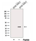 GNPDA2 Antibody in Western Blot (WB)