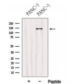 HEPH Antibody in Western Blot (WB)