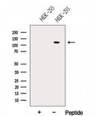 HERC5 Antibody in Western Blot (WB)