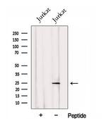 PSMC3IP Antibody in Western Blot (WB)