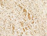 MAN1A2 Antibody in Immunohistochemistry (Paraffin) (IHC (P))