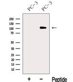 MICAL2 Antibody in Western Blot (WB)