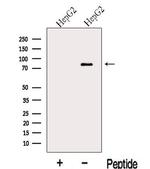 MIPEP Antibody in Western Blot (WB)