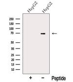 KIAA0391 Antibody in Western Blot (WB)