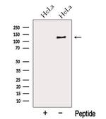 MYO1E Antibody in Western Blot (WB)