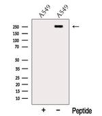 MYOF Antibody in Western Blot (WB)