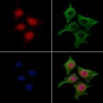 Nap1l4 Antibody in Immunocytochemistry (ICC/IF)