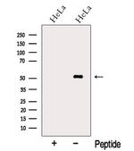 Nap1l4 Antibody in Western Blot (WB)