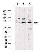 NR1 Antibody in Western Blot (WB)