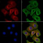 NECAB2 Antibody in Immunocytochemistry (ICC/IF)