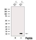 NOXA Antibody in Western Blot (WB)