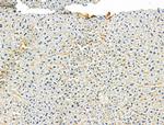 OCIAD1 Antibody in Immunohistochemistry (Paraffin) (IHC (P))