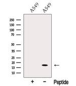 ODAM Antibody in Western Blot (WB)