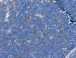 TENM1 Antibody in Immunohistochemistry (Paraffin) (IHC (P))