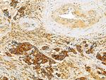 TENM1 Antibody in Immunohistochemistry (Paraffin) (IHC (P))