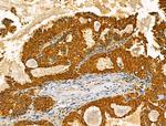 TENM1 Antibody in Immunohistochemistry (Paraffin) (IHC (P))