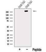 TENM1 Antibody in Western Blot (WB)