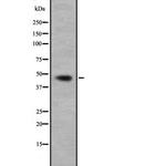 GNA13 Antibody in Western Blot (WB)