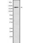 MYO1F Antibody in Western Blot (WB)