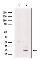 Eotaxin 2 Antibody in Western Blot (WB)