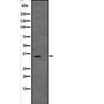 VGLL2 Antibody in Western Blot (WB)