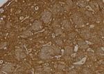 USP37 Antibody in Immunohistochemistry (Paraffin) (IHC (P))