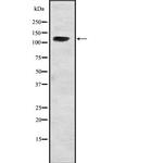 USP37 Antibody in Western Blot (WB)