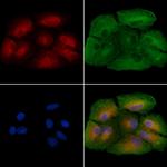 Cyclin Y Antibody in Immunocytochemistry (ICC/IF)