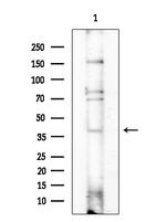 Cyclin Y Antibody in Western Blot (WB)