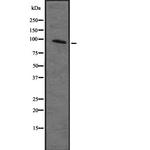 MAP4K2 Antibody in Western Blot (WB)