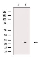 GADD45B Antibody in Western Blot (WB)