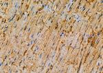 GADD45G Antibody in Immunohistochemistry (Paraffin) (IHC (P))