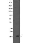 GADD45G Antibody in Western Blot (WB)