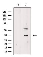 Granzyme K Antibody in Western Blot (WB)