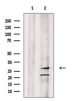 Granzyme M Antibody in Western Blot (WB)