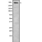 Laminin alpha-5 Antibody in Western Blot (WB)