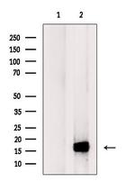 Galectin 10 Antibody in Western Blot (WB)