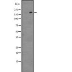 VPARP Antibody in Western Blot (WB)