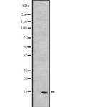 PEA15 Antibody in Western Blot (WB)