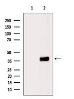 PHLDA1 Antibody in Western Blot (WB)