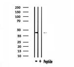 PHLDA1 Antibody in Western Blot (WB)