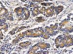 IFRD1 Antibody in Immunohistochemistry (Paraffin) (IHC (P))